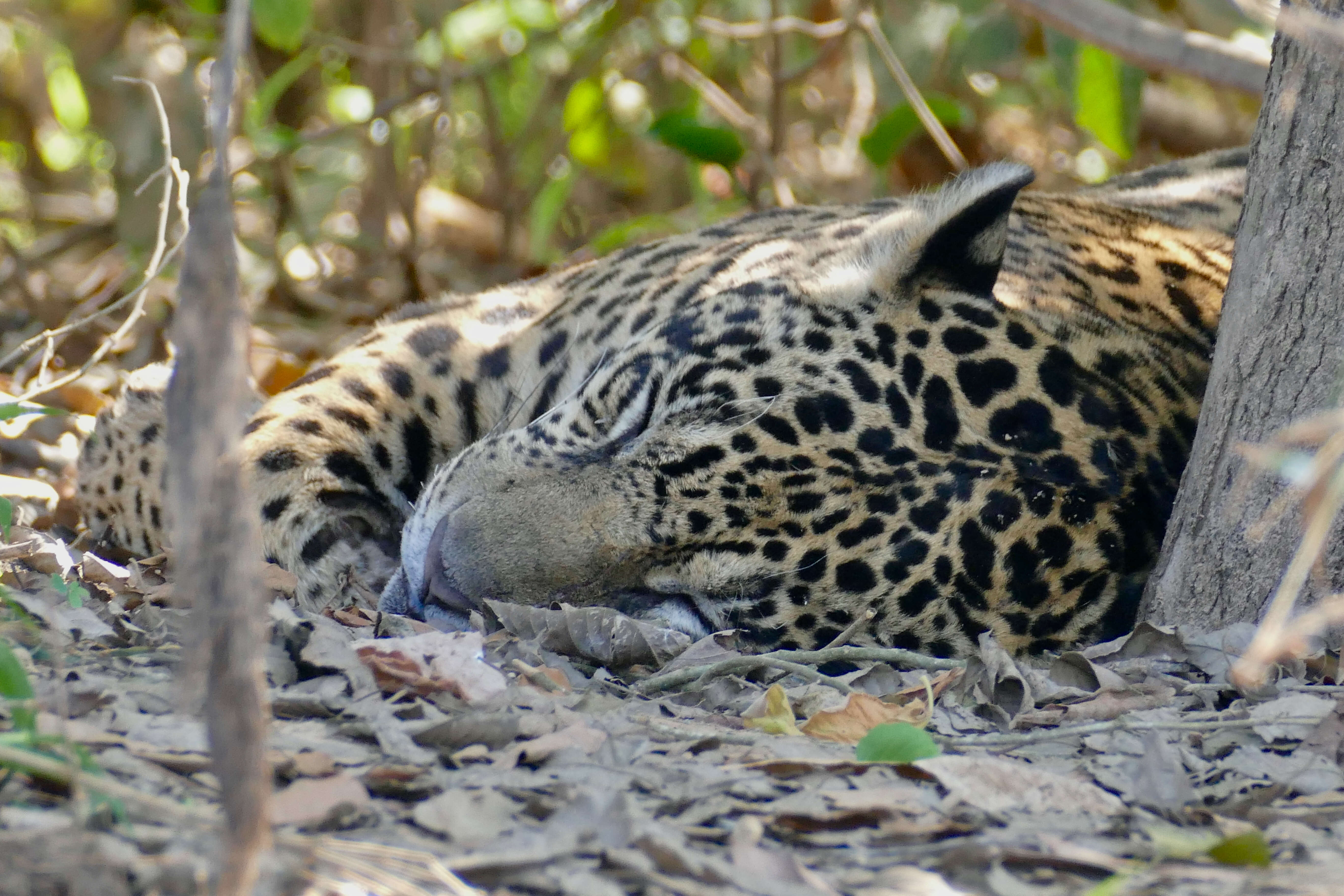 Image of big cats