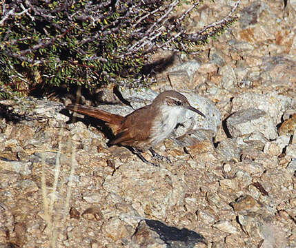 Image of White-throated Earthcreeper