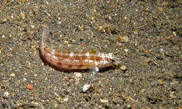 Image of Nosestripe grubfish