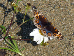 Plancia ëd Junonia orithya Linnaeus 1764