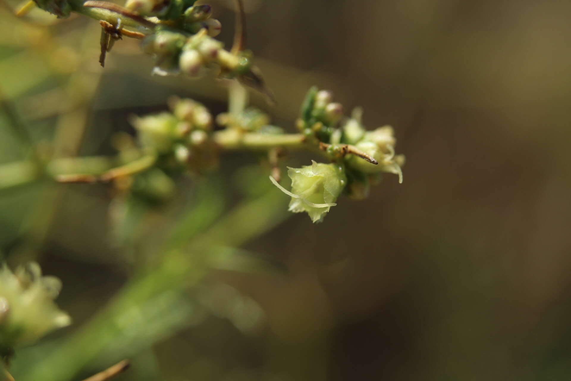 Image of thinleaf fourwing saltbush