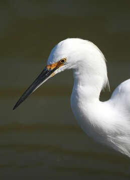 Image de Egretta thula brewsteri Thayer & Bangs 1909