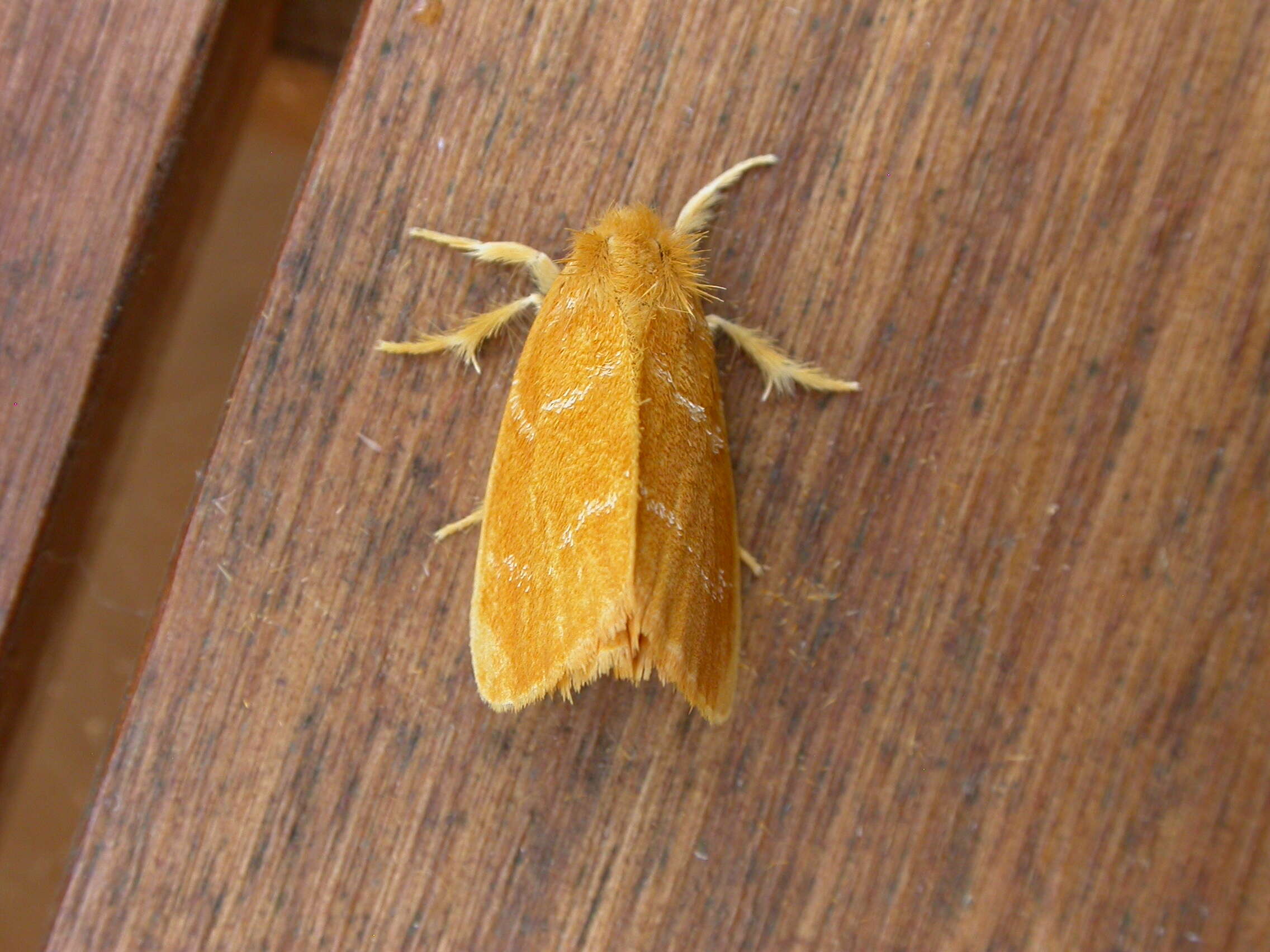 Слика од Euproctis lutea Fabricius 1775