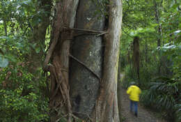 Image de Metrosideros robusta A. Cunn.