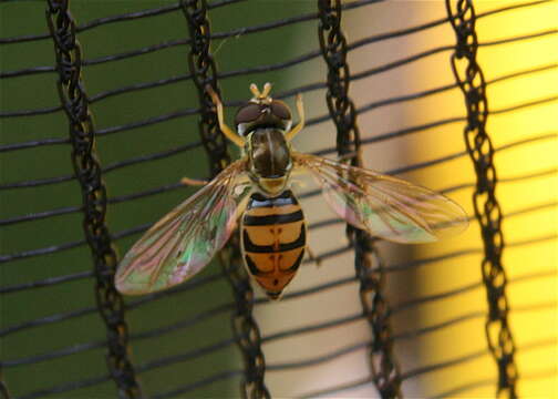 Image of Syrphid fly