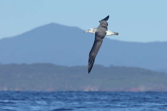 Image of Shy Albatross