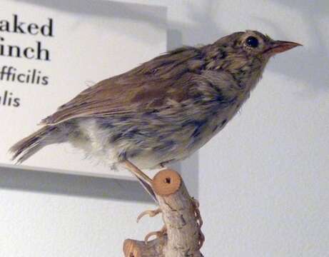 Image of warbler-finch