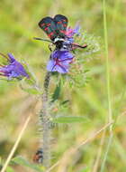 Image of Zygaena lavandulae Esper 1783