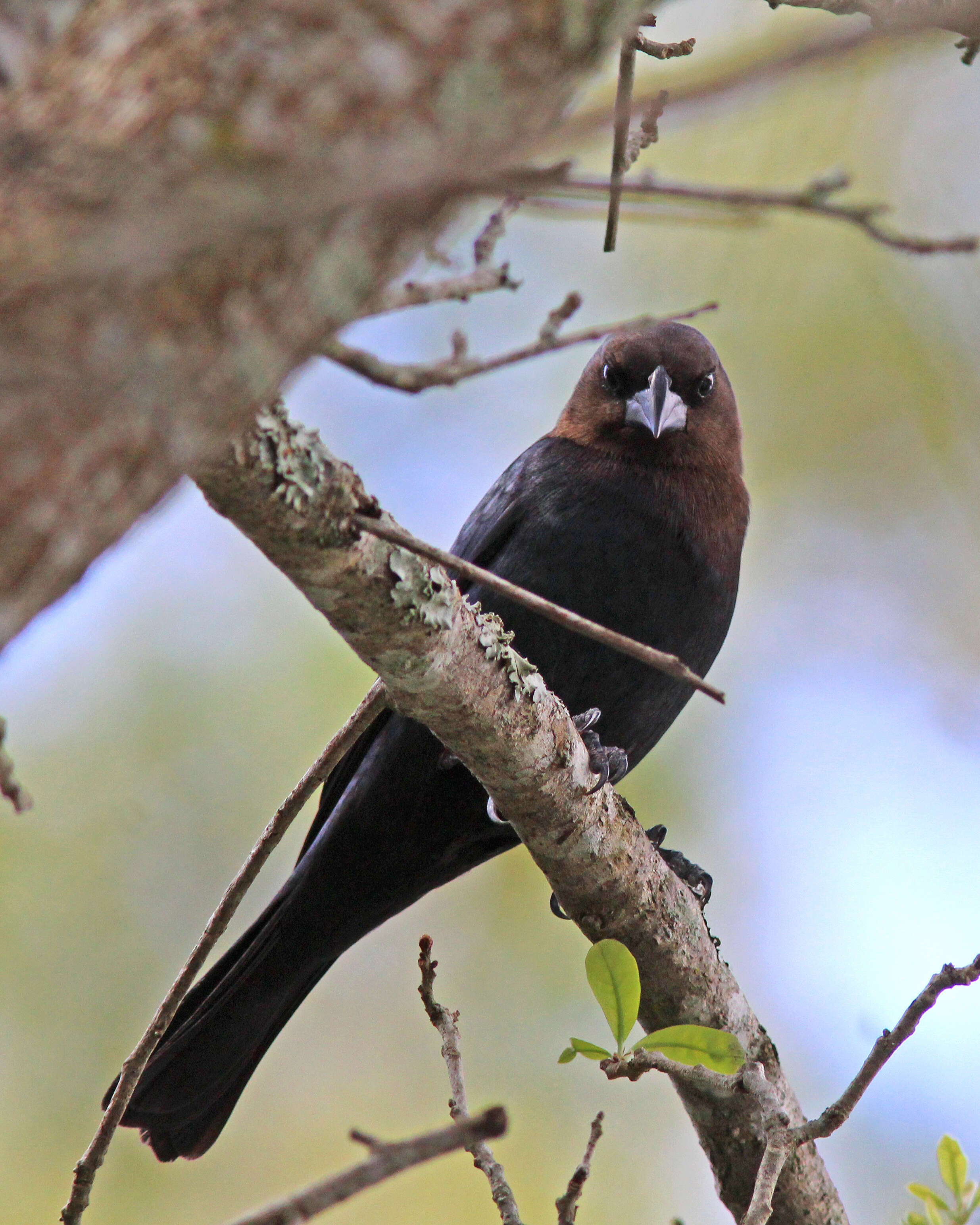 Image of Cowbird