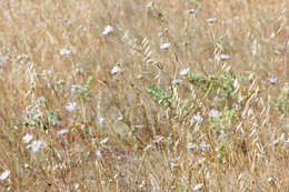 Sivun Lomelosia argentea (L.) W. Greuter & Burdet kuva