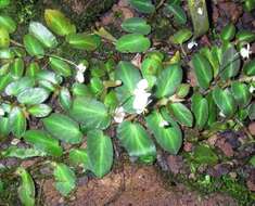 Image of Begonia thelmae L. B. Sm. & Wassh.