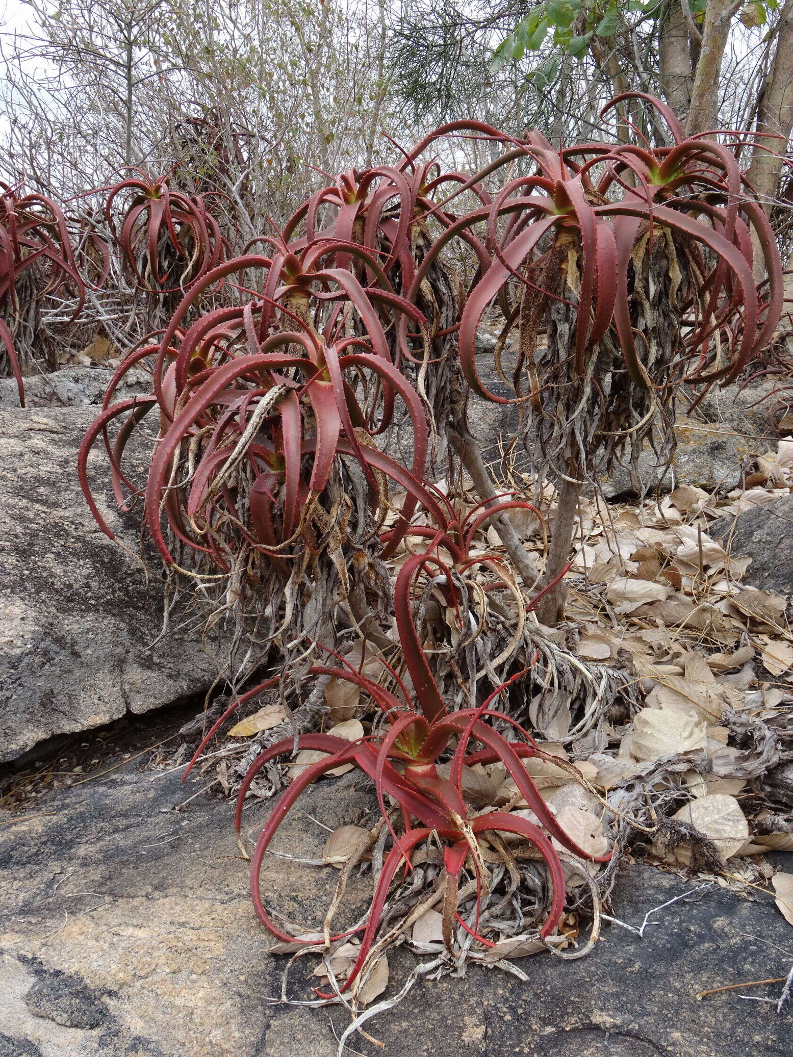 Image of Aloe mawii Christian