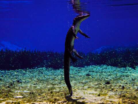 Image of American alligator