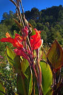 Image of canna lilies