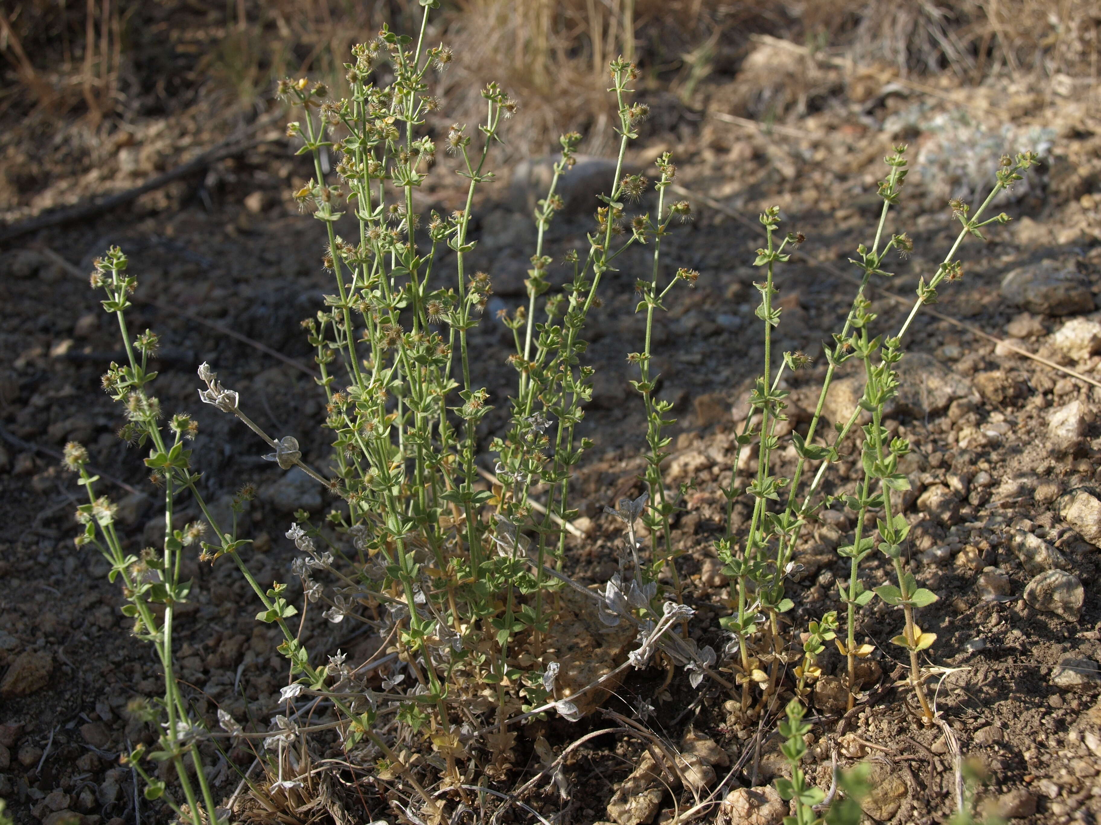 Image of shrubby bedstraw