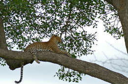 Image of Leopard