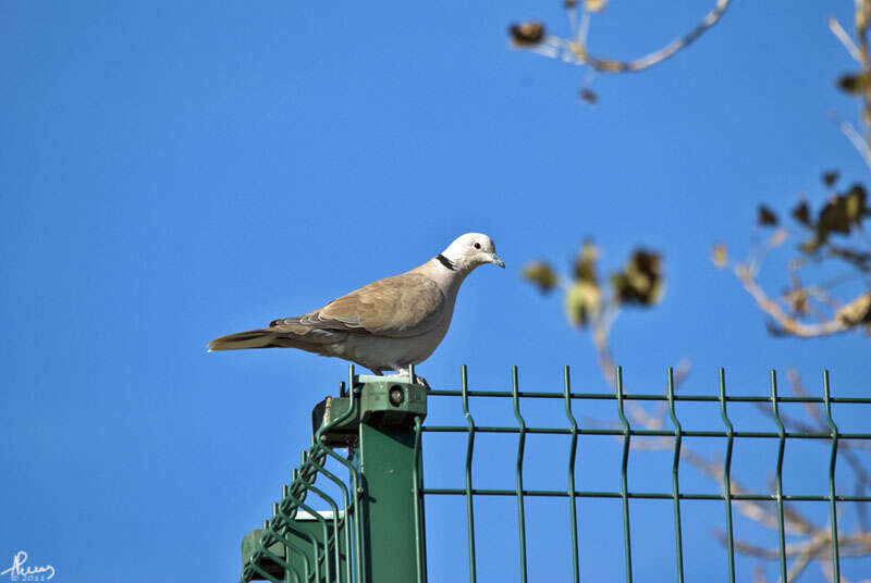 Image of Collared Dove