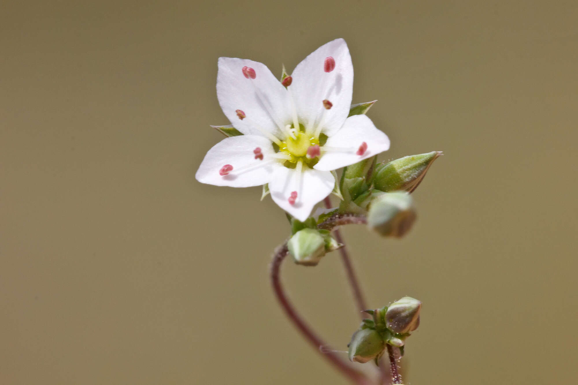 Image of Sabulina verna (L.) Rchb.