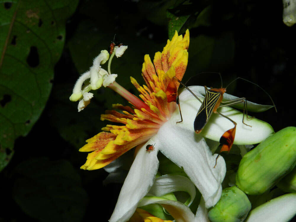 Image of Passiflora pittieri Mast.