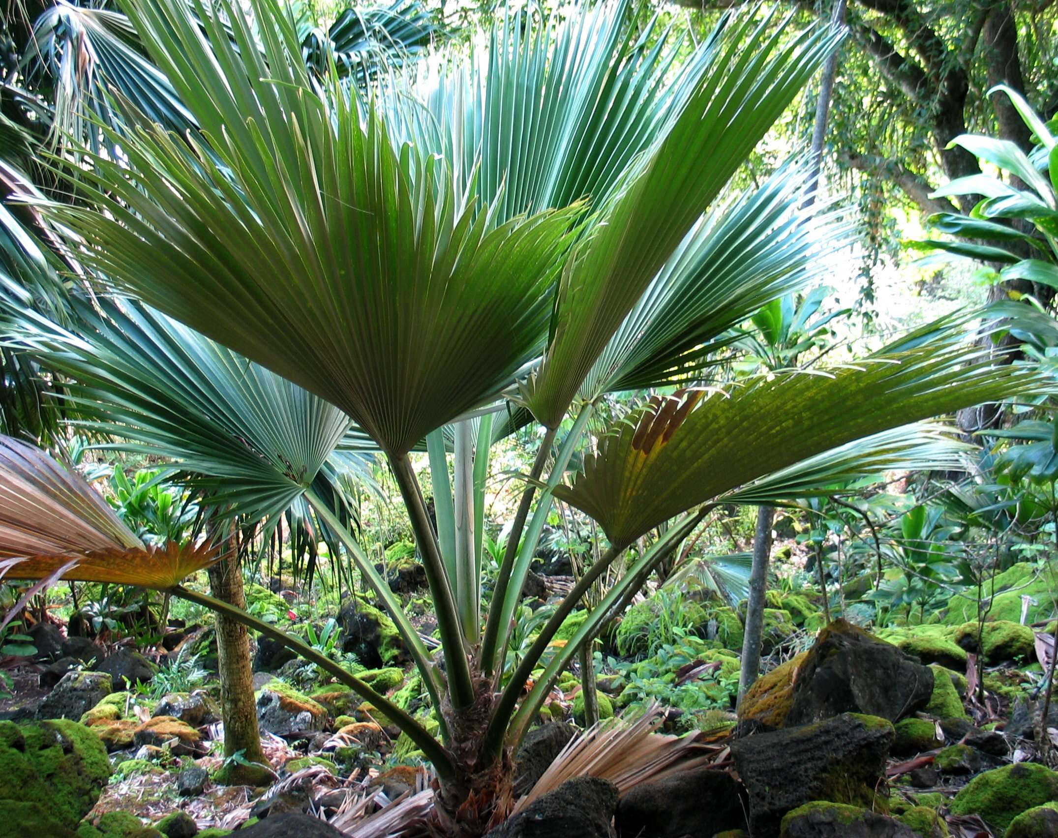 Слика од Pritchardia kahukuensis Caum