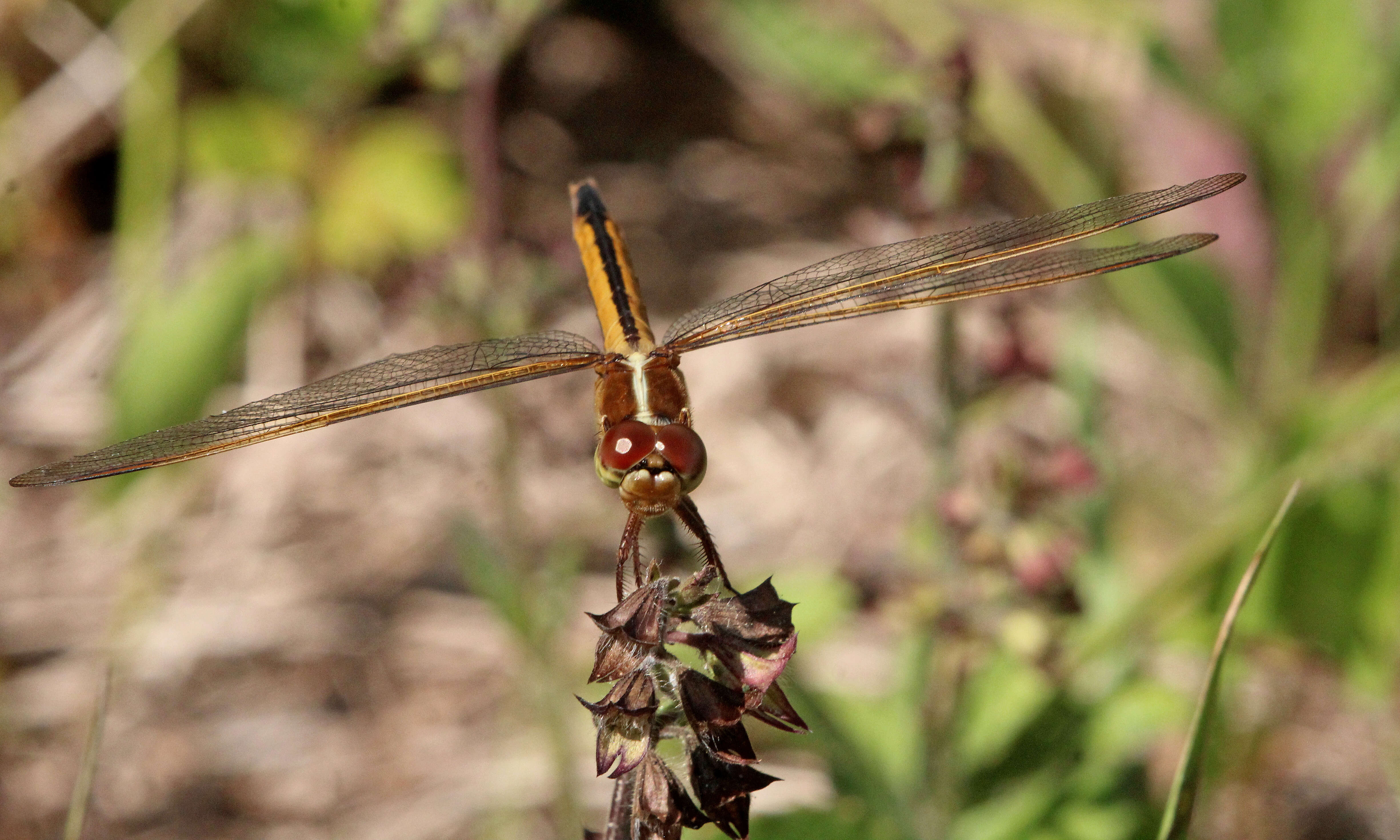 Image of Needham's Skimmer