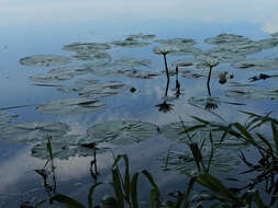 Image of waterlily