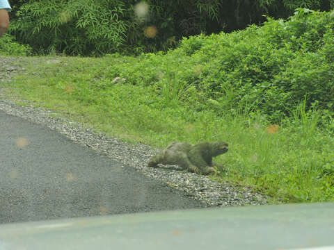 Image of three-toed sloth