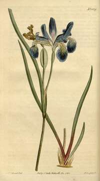 Image of slender blue iris