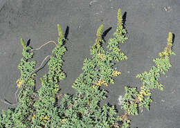 Image of ragweed