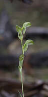 Image of Black-striped greenhood orchid