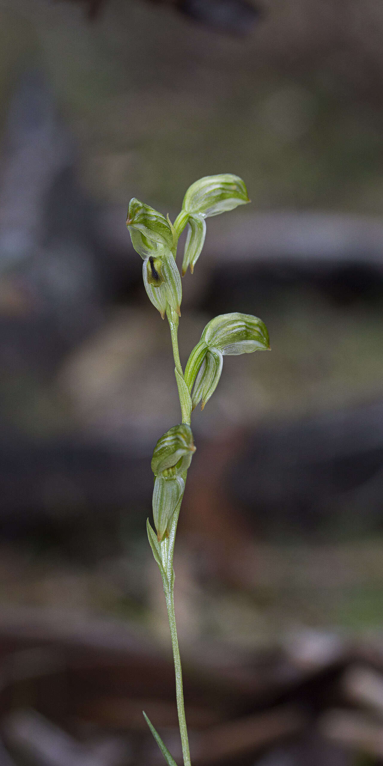 Image of Black-striped greenhood orchid