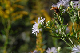 Image de Symphyotrichum puniceum (L.) A. Löve & D. Löve