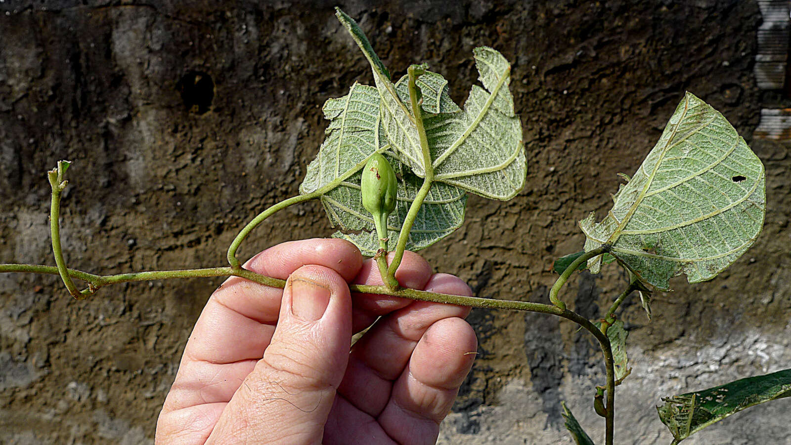 Image of Ipomoea philomega (Vell.) House