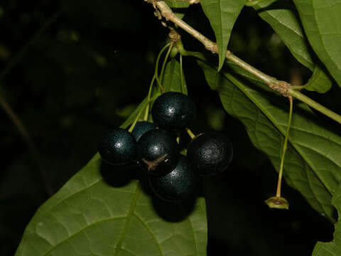 Image of Aegiphila costaricensis Moldenke