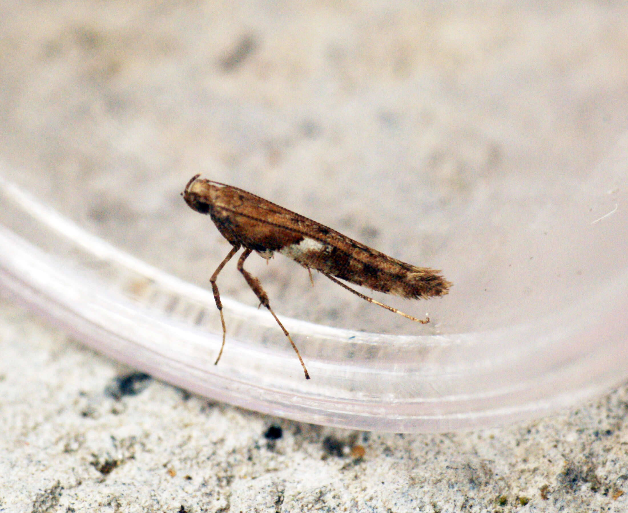 Image of Caloptilia semifascia (Haworth 1828)