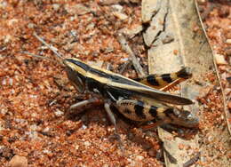 Image of Macrotona