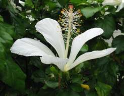 Image of Native Hawaiian White Hibiscus