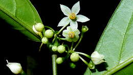 Image of Solanum bahianum S. Knapp