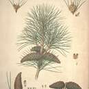 Image of Crimean pine