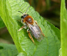 Image of early mining bee