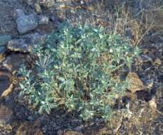 Image of brittlebush