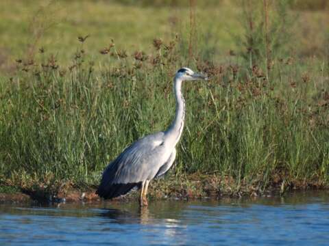 Image of Grey Heron