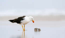 Image of Pacific Gull