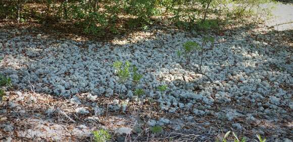 Image of Evans' reindeer lichen