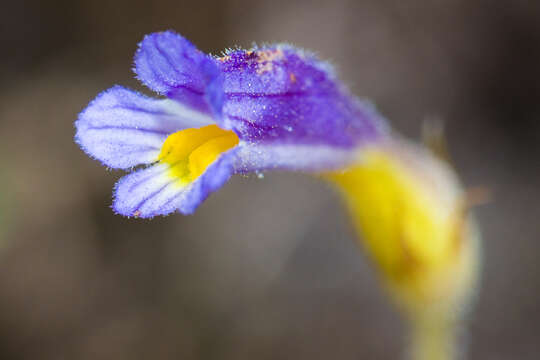 Image of Naked Broom-Rape