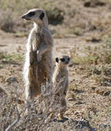 Image of Suricata Desmarest 1804