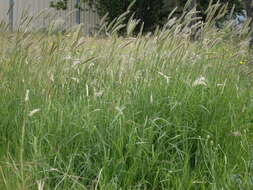 Image of windmill grass