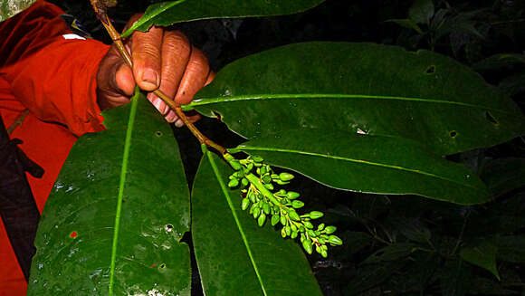 صورة Ouratea gigantophylla (Erhard) Engl.