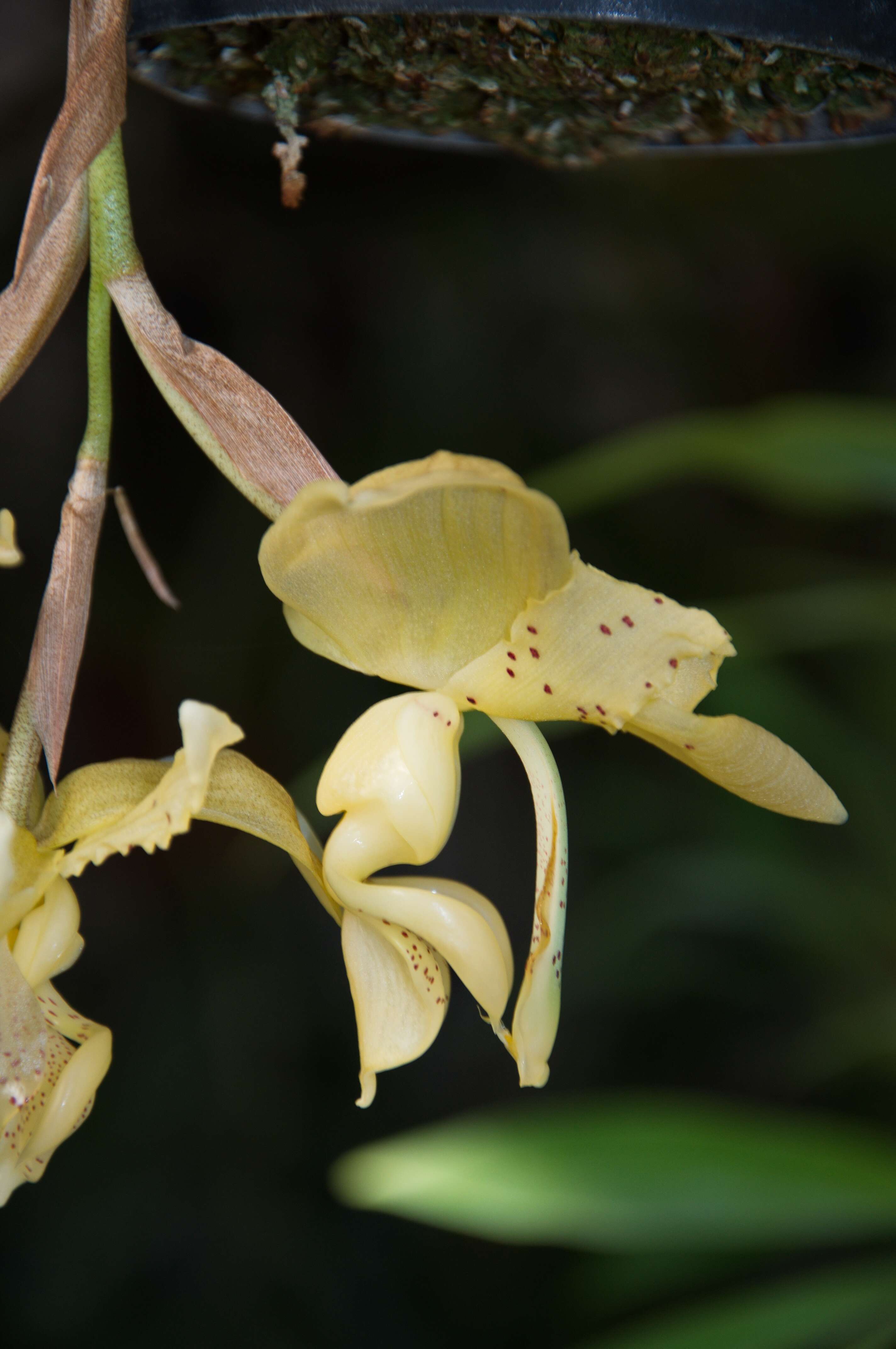 Image of Stanhopea orchid