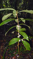 Image of daphnopsis